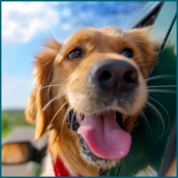 dog hanging out a car window